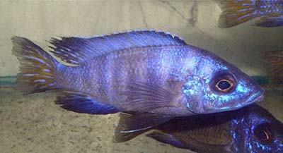 Aulonocara koningsi